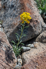 Erysimum capitatum capitatum