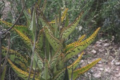Kalanchoe daigremontiana