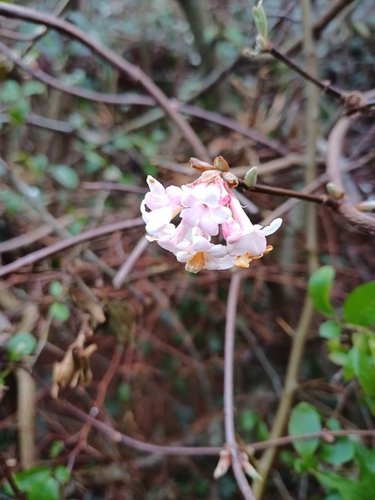 Viburnum farreri