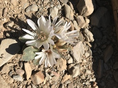 Lewisia kelloggii