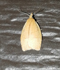 Clepsis clemensiana