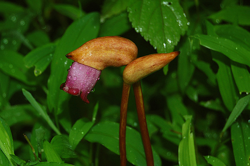 Aeginetia