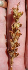 Pedicularis attollens