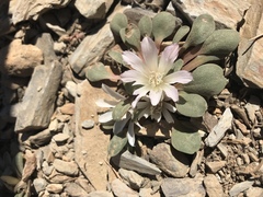 Lewisia kelloggii