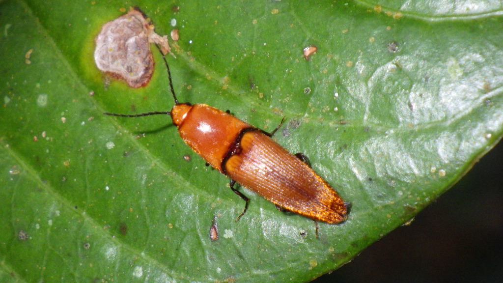 Elastrus