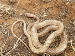 Masticophis flagellum testaceus