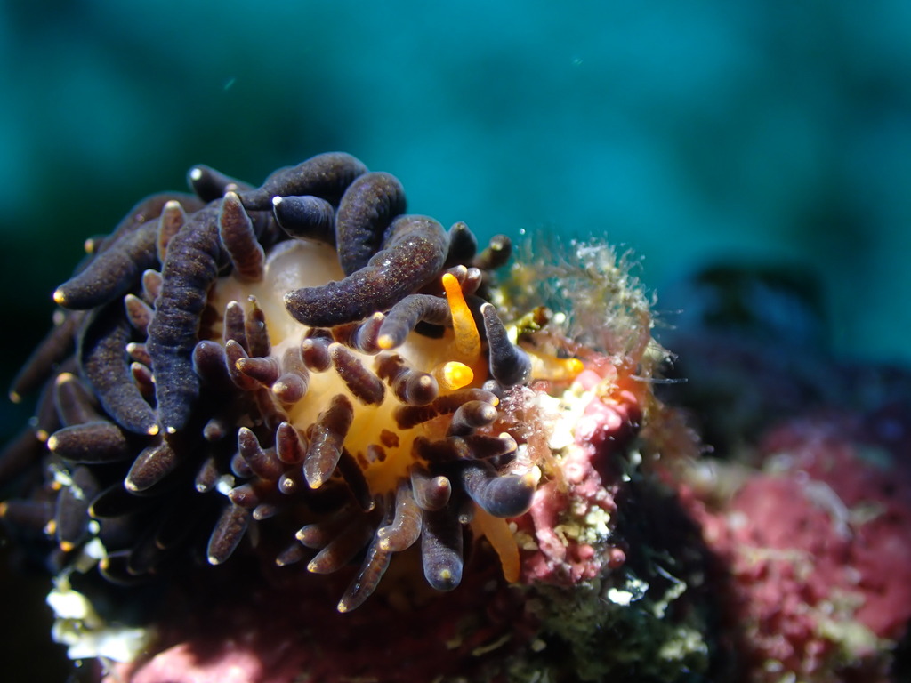 Blackgill Tenellia