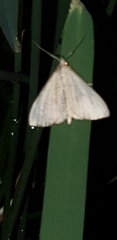 Chytolita morbidalis