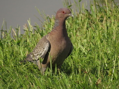 Patagioenas picazuro
