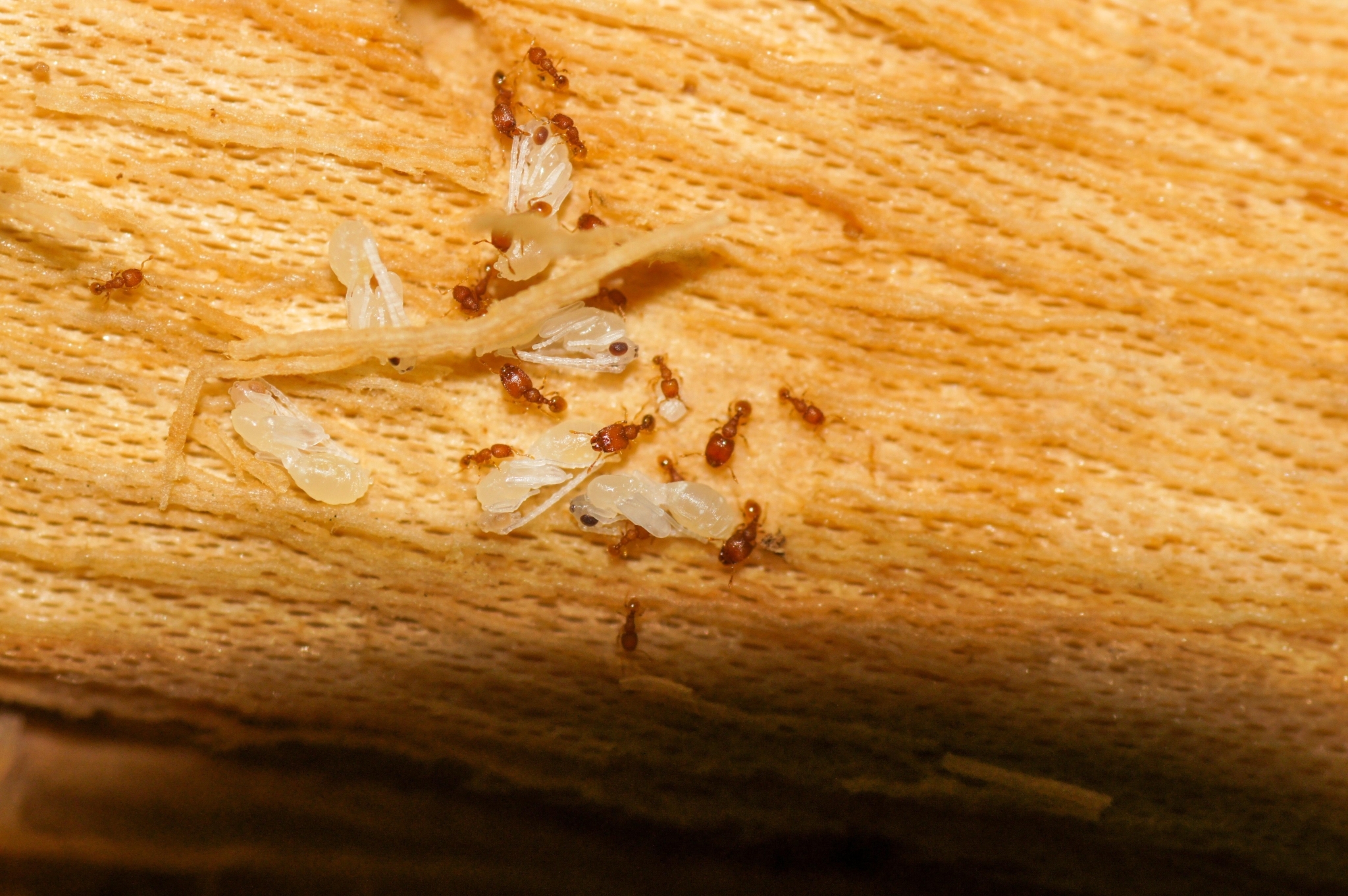 Carebara overbecki