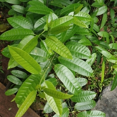 Bousigonia angustifolia
