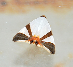 Eulepidotis rectimargo