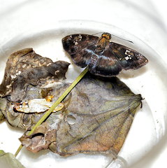 Quadrus cerialis