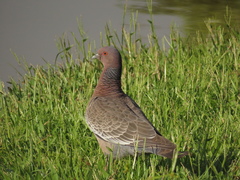 Patagioenas picazuro