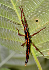 Anisomorpha paromalus