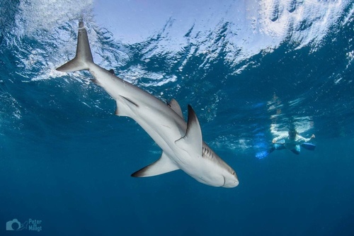 Caribbean Reef Shark, photo 5 of 8