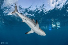Caribbean Reef Shark photo 5