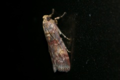 Nephopterix proximalis