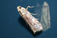 Nephopterix proximalis