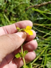 Erythranthe michiganensis