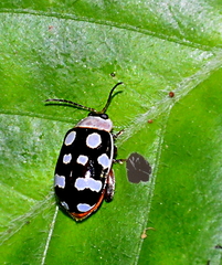 Alagoasa bipunctata perennis