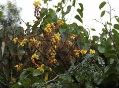 Caesalpinia vernalis