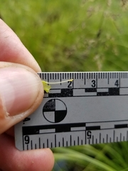 Erythranthe michiganensis