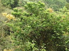 Caesalpinia vernalis