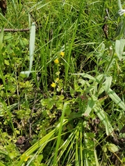 Erythranthe michiganensis