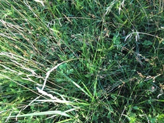 Eleocharis engelmannii