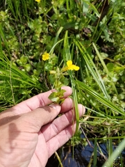 Erythranthe michiganensis