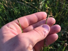 Eleocharis engelmannii