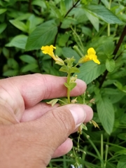 Erythranthe michiganensis