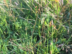 Eleocharis engelmannii