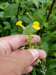 Erythranthe michiganensis