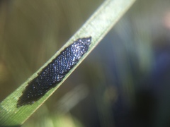 Tabanomorpha