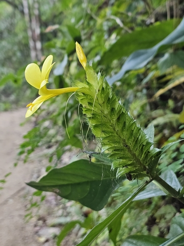 Image of Barleria oenotheroides by (c) Erick Vélez Sánchez, some rights reserved (CC BY)