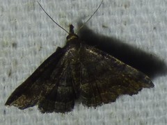 Phalaenostola larentioides