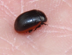 Chrysolina flavomarginata