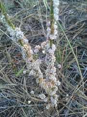 Cuscuta approximata