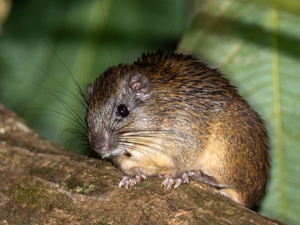 Ferreira's Spiny Tree-Rat