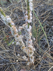 Cuscuta approximata