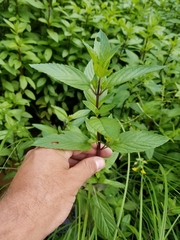 Mentha × piperita