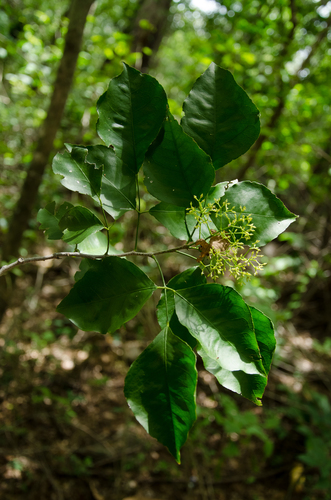 Amyris sylvatica in life