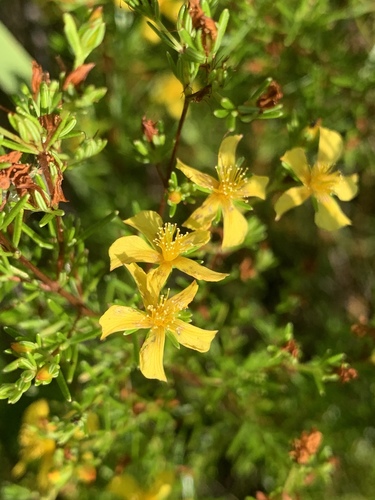 Carolina St. Johnswort (Hypericum nitidum)