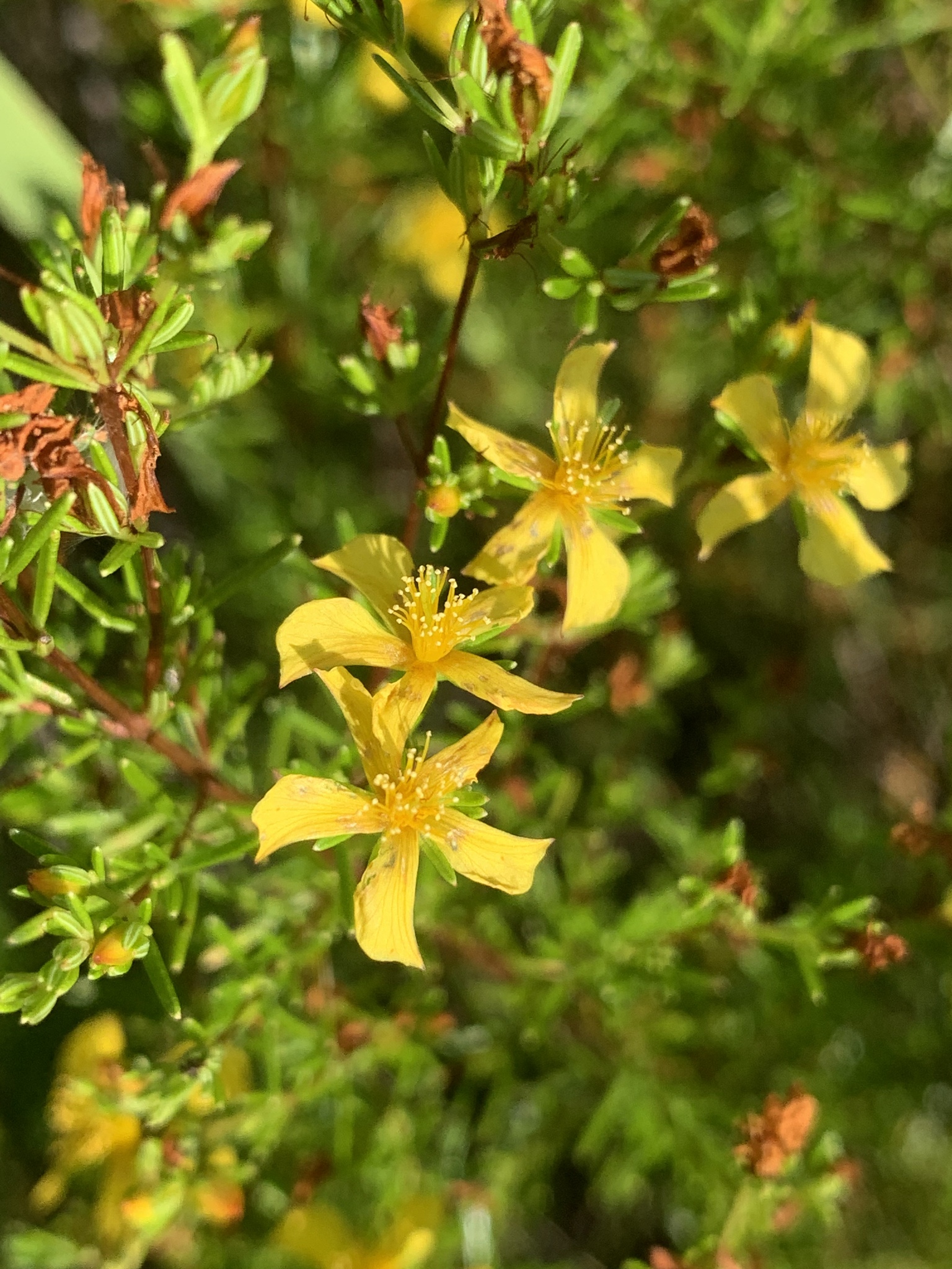 Hypericum nitidum