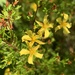 Carolina St. Johnswort - Photo (c) Chris, some rights reserved (CC BY-NC), uploaded by Chris