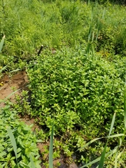 Mentha × piperita