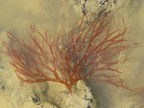 Image of Sarcodiotheca gaudichaudii by (c) Pablo Cauã da Silva Toledo, some rights reserved (CC BY)