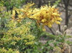 Caesalpinia vernalis